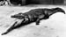 crocco
